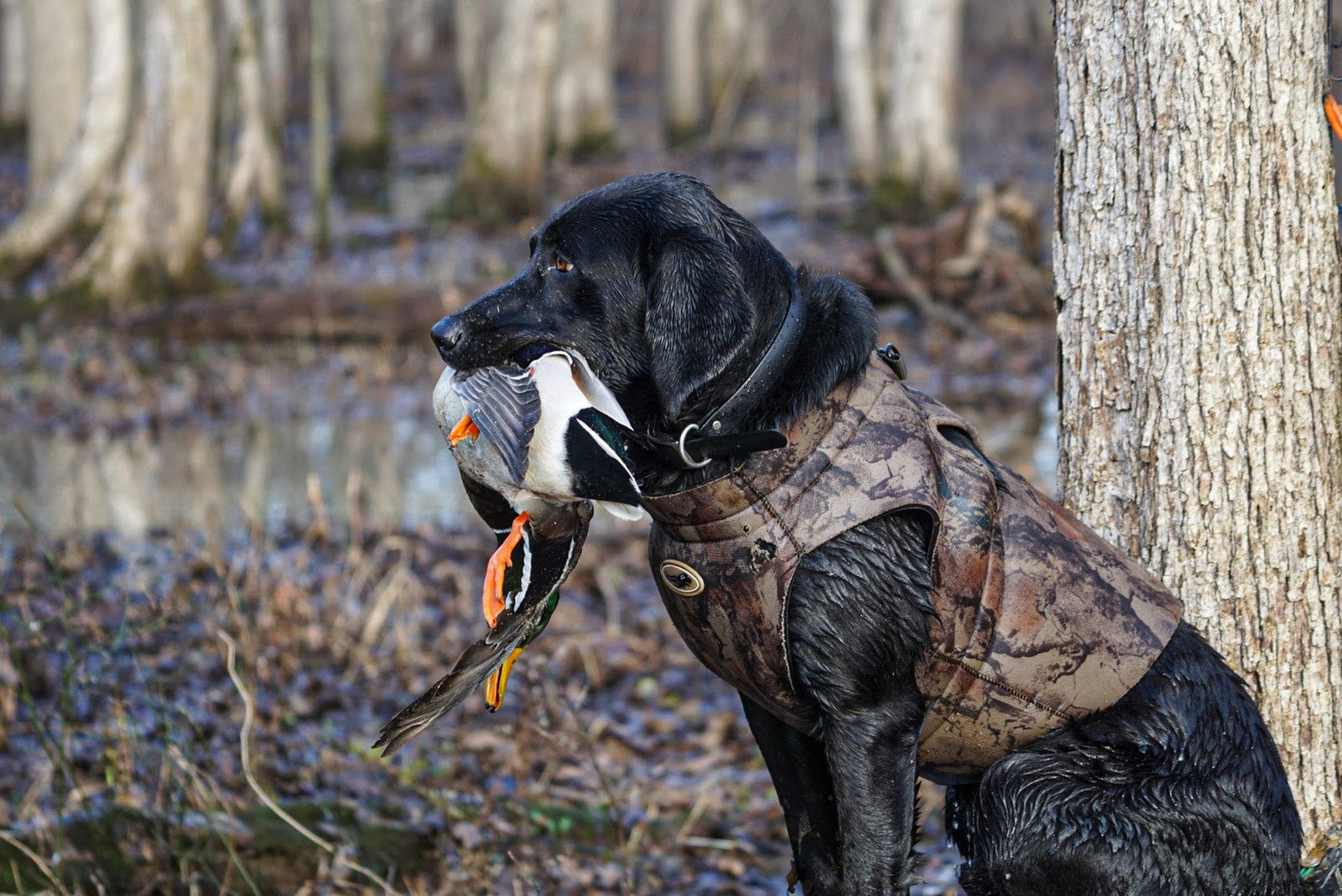 Dog Collars, Leashes and Gear